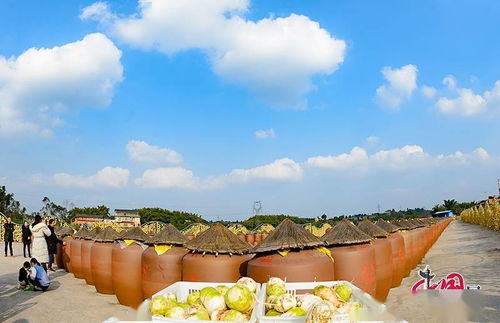 自貢大頭菜產(chǎn)業(yè)與文旅融合 創(chuàng)新驅(qū)動(dòng)鄉(xiāng)村振興發(fā)展之路